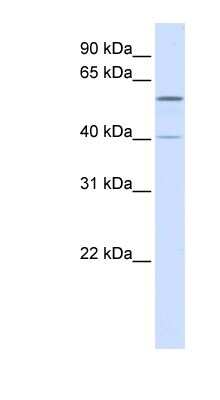 Western Blot: TRIM49 Antibody [NBP1-55061]