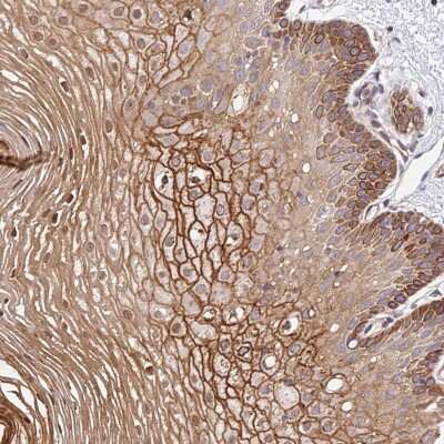 Immunohistochemistry: TRIM43 Antibody [NBP2-48774]