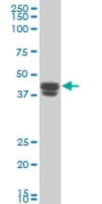 Western Blot: TRIM5 Antibody (2A6) [H00085363-M06]