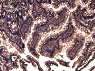 Immunohistochemistry-Paraffin: TRIM5 Antibody [NB100-1226]