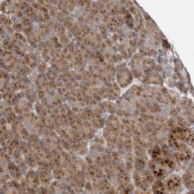 Immunohistochemistry-Paraffin: TRIM5 Antibody [NBP1-87119]