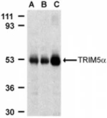 Western Blot: TRIM5 alpha AntibodyBSA Free [NBP1-76600]