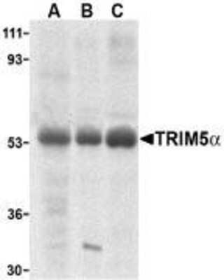 Western Blot: TRIM5 alpha AntibodyBSA Free [NBP1-76601]