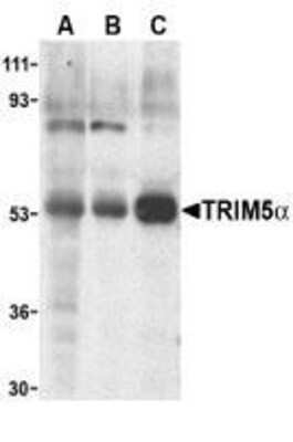 Western Blot: TRIM5 alpha AntibodyBSA Free [NBP1-77207]