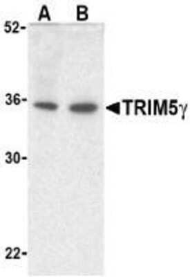 Western Blot: TRIM5 gamma AntibodyBSA Free [NBP1-76604]