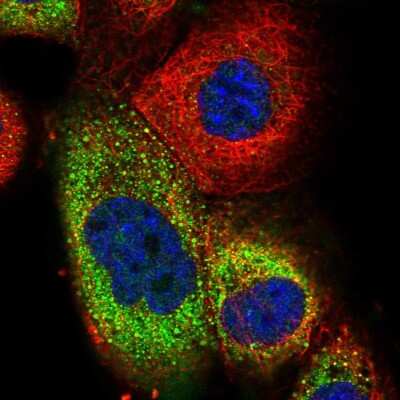 Immunocytochemistry/ Immunofluorescence: TRIM50 Antibody [NBP2-56857]