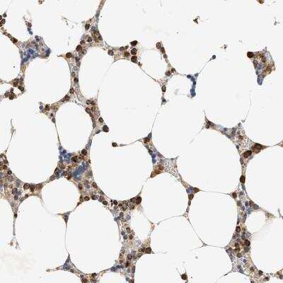 Immunohistochemistry-Paraffin: TRIM50 Antibody [NBP1-81988]