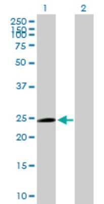 Western Blot: TRIM50C Antibody [H00378108-B01P]