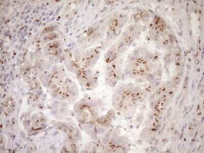 Immunohistochemistry: TRIM56 Antibody (OTI5A1) - Azide and BSA Free [NBP2-74613]