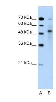 Western Blot: TRIM59 Antibody [NBP1-59777]