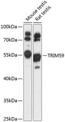 Western Blot: TRIM59 AntibodyAzide and BSA Free [NBP3-04680]