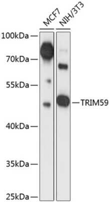 Western Blot: TRIM59 AntibodyAzide and BSA Free [NBP3-04680]