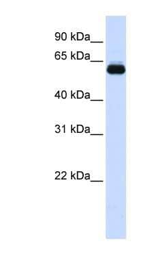 Western Blot: TRIM60 Antibody [NBP1-55076]