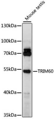 Western Blot: TRIM60 AntibodyAzide and BSA Free [NBP2-94453]