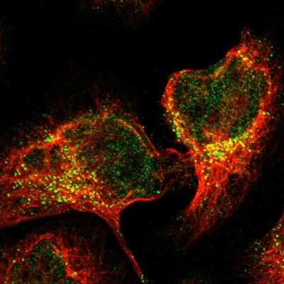 Immunocytochemistry/ Immunofluorescence: TRIM65 Antibody [NBP1-86423]