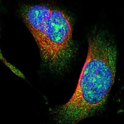 Immunocytochemistry/ Immunofluorescence: TRIM68 Antibody [NBP1-83863]