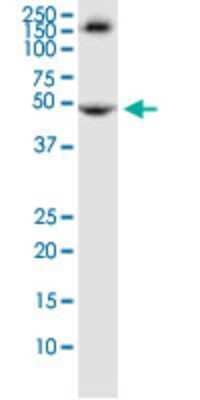 Western Blot: TRIM72 Antibody (2B8) [H00493829-M04]