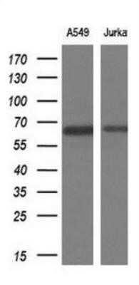 Western Blot: TRIM9 Antibody (OTI2D6)Azide and BSA Free [NBP2-74616]