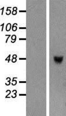 Western Blot: TRIML1 Overexpression Lysate [NBP2-04964]