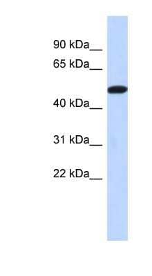 Western Blot: TRIML2 Antibody [NBP1-56795]