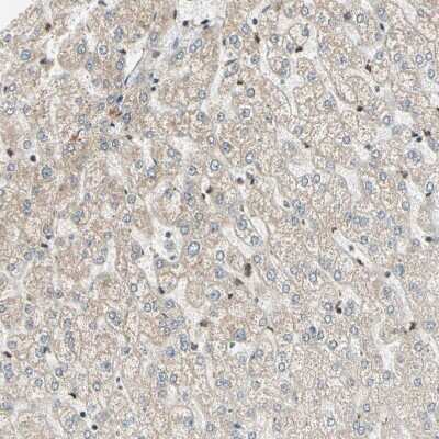 Immunohistochemistry-Paraffin: TRIO Antibody [NBP1-88822]