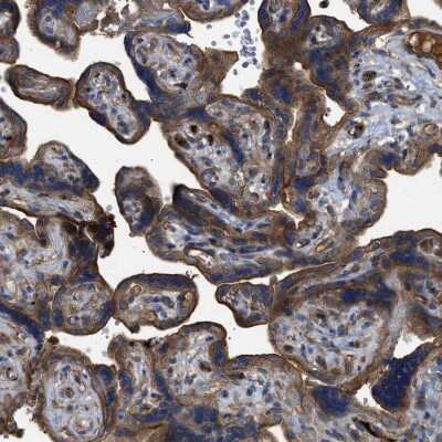 Immunohistochemistry-Paraffin: TRIOBP Antibody [NBP1-90589]
