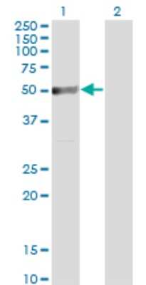 Western Blot: TRIP6 Antibody (3D12) [H00007205-M07]