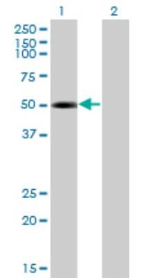 Western Blot: TRIP6 Antibody (4B7) [H00007205-M04]