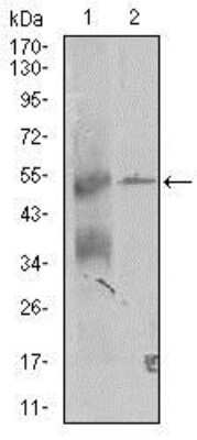 Western Blot: TRIP6 Antibody (6H4)BSA Free [NBP2-37440]