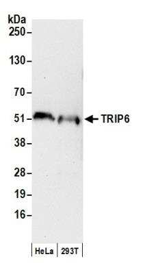 Western Blot: TRIP6 Antibody [NB100-79792]