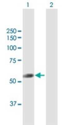 Western Blot: TRIT1 Antibody [H00054802-B01P]