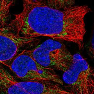 Immunocytochemistry/ Immunofluorescence: TRMU Antibody [NBP2-58360]