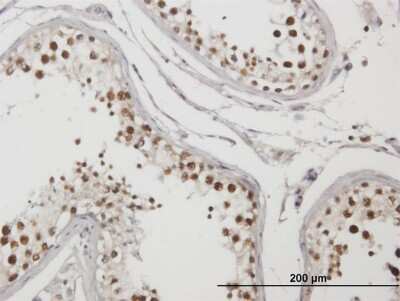 Immunohistochemistry-Paraffin: TRMT1L Antibody [H00081627-B01P]