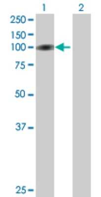Western Blot: TRMT1L Antibody [H00081627-B01P]