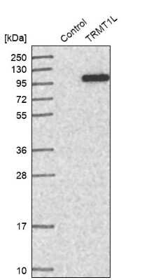 Western Blot: TRMT1L Antibody [NBP1-88337]