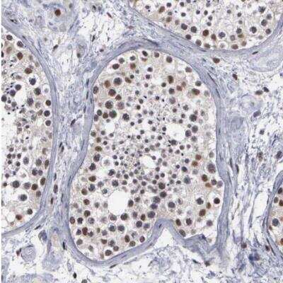 Immunohistochemistry-Paraffin: TRMT5 Antibody [NBP1-82909]