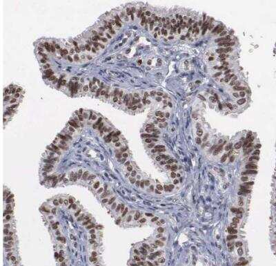 Immunohistochemistry-Paraffin: TRMT5 Antibody [NBP1-82909]