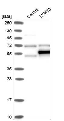 Western Blot: TRMT5 Antibody [NBP1-82909]