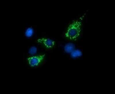 Immunocytochemistry/ Immunofluorescence: TRMU Antibody (OTI2A4) - Azide and BSA Free [NBP2-74629]