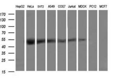 Western Blot: TRMU Antibody (OTI2A4)Azide and BSA Free [NBP2-74629]