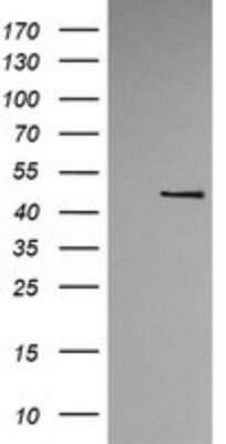 Western Blot: TRMU Antibody (OTI2A4)Azide and BSA Free [NBP2-74629]