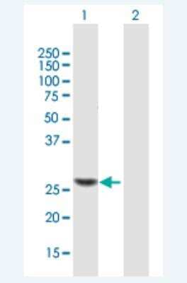 Western Blot: TRMU Antibody [H00055687-B01P-50ug]