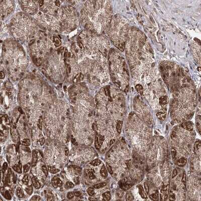 Immunohistochemistry-Paraffin: TRNT1 Antibody [NBP1-86589]