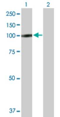 Western Blot: TROAP Antibody [H00010024-B01P]