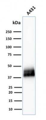 Western Blot: TROP-2 Antibody (TACSTD2/2151)Azide and BSA Free [NBP2-75744]