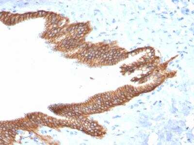 Immunohistochemistry-Paraffin: TROP-2 Antibody (TACSTD2/2152) [NBP2-75745]