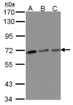 Western Blot: TROVE2 Antibody [NBP1-32125]