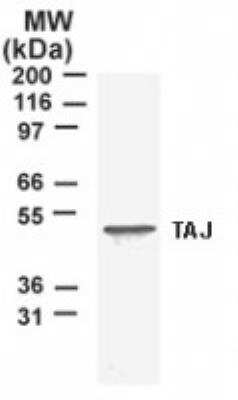 Western Blot: TROY/TNFRSF19 Antibody [NB120-12126]