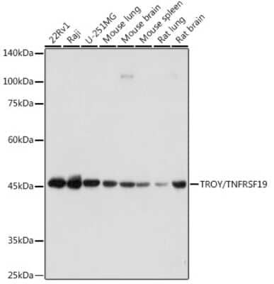 Western Blot: TROY/TNFRSF19 Antibody (1R8Y5) [NBP3-15699]