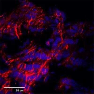 Immunocytochemistry/ Immunofluorescence: TRPC1 Antibody [NB100-98844]